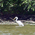 Egret eating fish